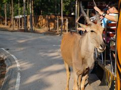 -清迈夜间动物园