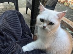 -喵屿·大理花园猫咖