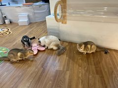 -COLOR PETS 撸猫馆·购猫·猫咖(长风大悦城店)