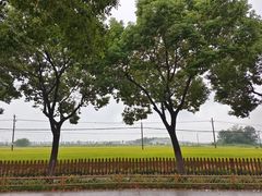 -莲花岛景区