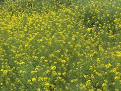 -廖哥泡椒兔(峨眉店)