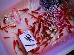 -双季花艺园艺市场(浦东店)