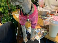 -李小姐の猫咖啡馆(五角场店)