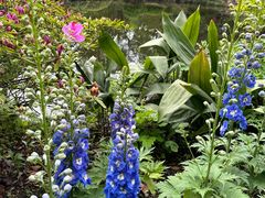 -秋霞圃