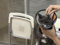 -芭比堂宠物医院·全科爱猫医院·仁德分院