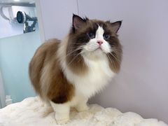 -爱洗澡的猫(望京店)