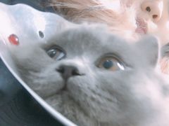 -瑞派宠物医院·24h·骨外科·皮肤科·全科宠物医疗转诊中心(沈阳浑南院)