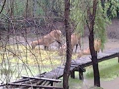 溱湖国家湿地公园-溱湖国家湿地公园