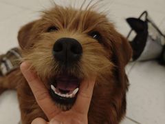 -宠拉拉·高端寄养·宠物酒店(朝阳分店)