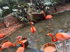 -海南热带野生动植物园