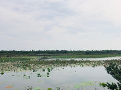 -上海海湾国家森林公园