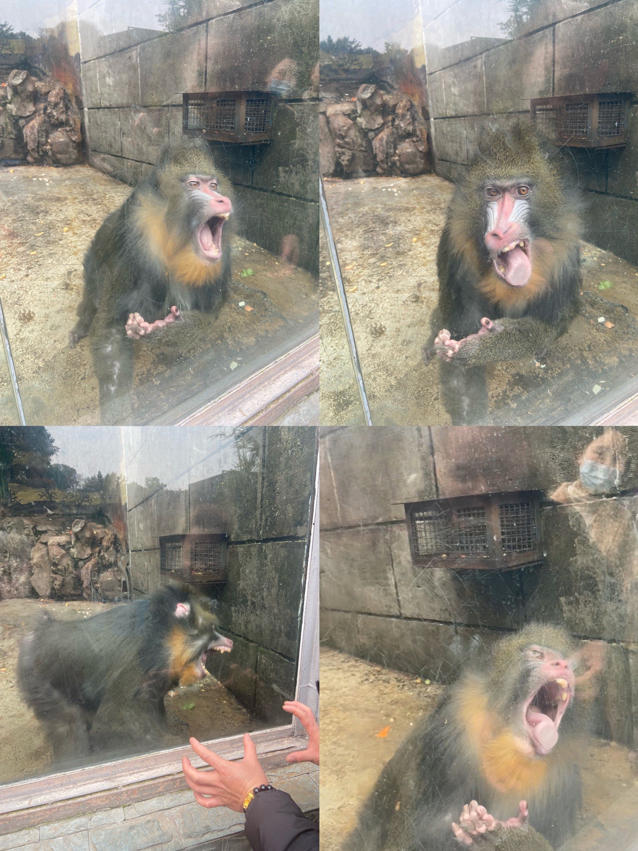 和绿狒狒
还有只山魈被游客逗发怒的表情太搞笑了
动物园值得一逛