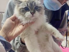 -翊宠yipet猫狗购宠庄园犬舍•猫舍