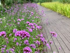 -长田漾湿地公园
