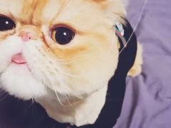 -Pets First伊珊娜洗护·精致美容·家庭式寄养(新会路店)