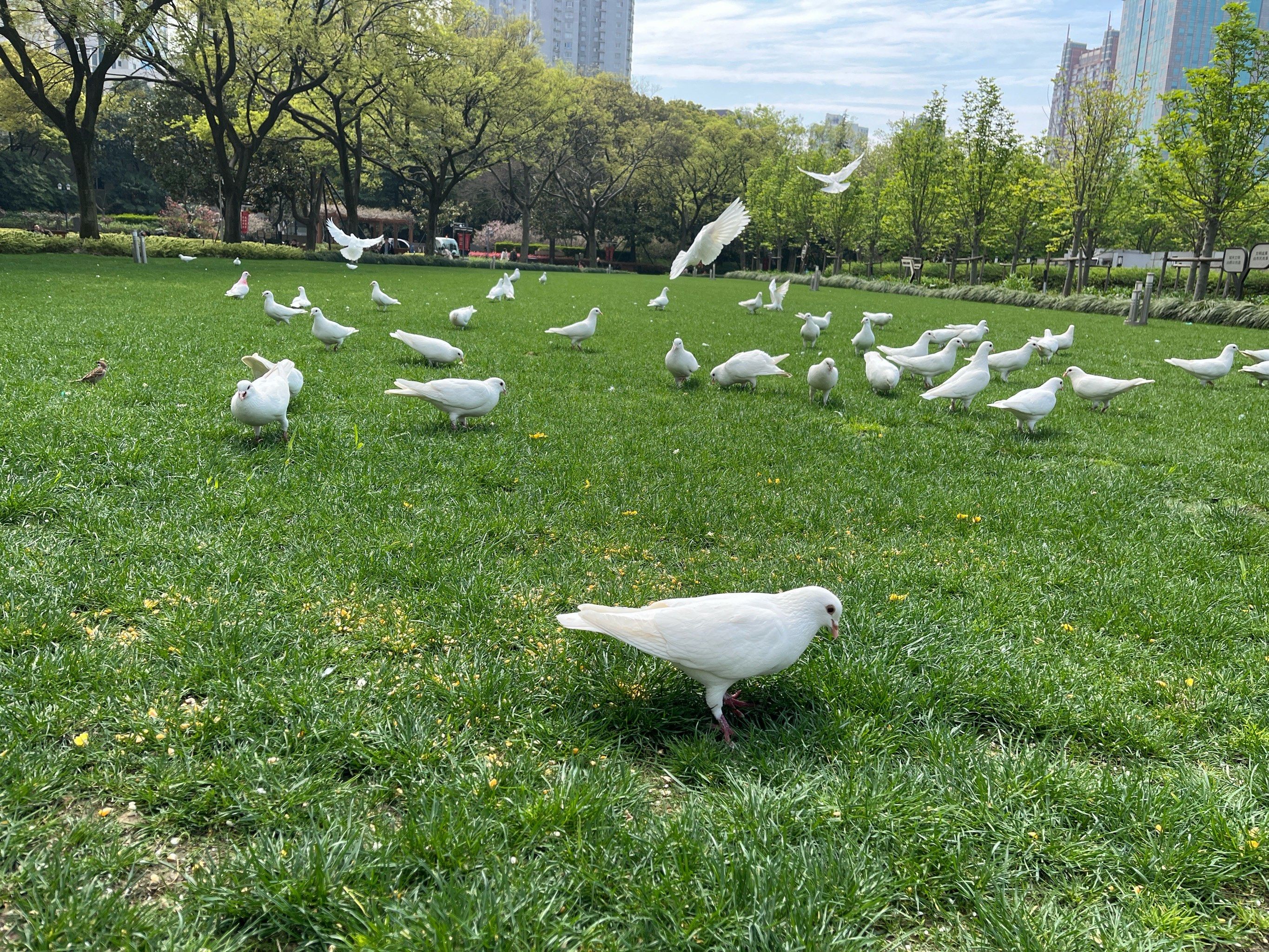 人民广场的鸽子