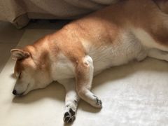 -FAELING PETS美天灵宠物(富力广场店)