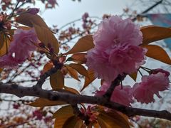-高东镇樱花园