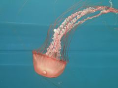 -多彩贵州城极地海洋世界