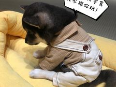 -逗柴咖啡屋·狗咖猫咖宠物桌游