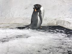-海合安成都极地海洋公园