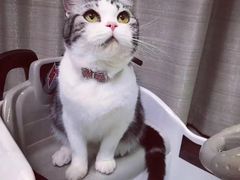 -Bastet sally猫舍购宠(静安店)