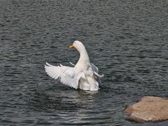 -新江湾城公园