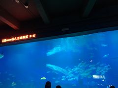 -烟台海昌鲸鲨海洋公园