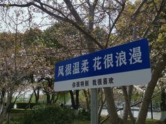-高东镇樱花园