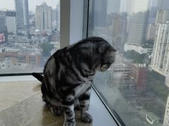 -Catmate·猫肥家润(金润铂宫店)