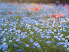 -上海滨江森林公园