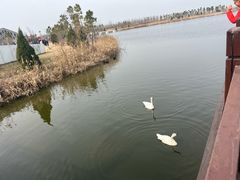 -盐城丹顶鹤湿地生态旅游区