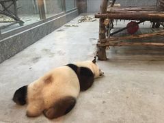 -西安秦岭野生动物园