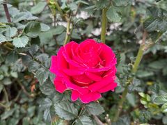 -人民公园(罗湖区)