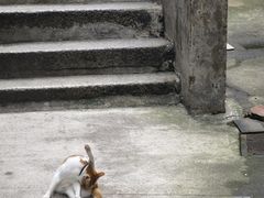 -添發碗仔翅美食