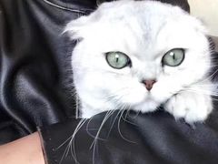 -Bastet sally猫舍购宠(静安店)