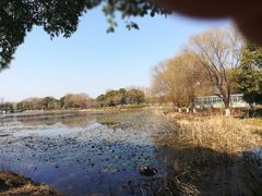 -荷塘月色湿地公园·向阳花洲