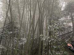 -缙云山景区