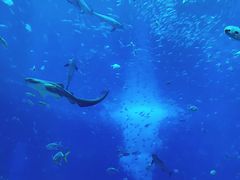 -亚特兰蒂斯•OSSIANO奥西亚诺海底餐厅