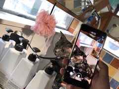 -奈斯宠物医院·核磁CT·异宠专科·内镜(中南店)