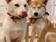 -柴迷FANS CLUB·柴犬狗咖·猫咖