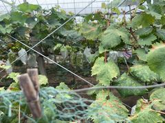 -马陆小张葡萄园农家乐