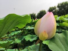 -白洋淀景区