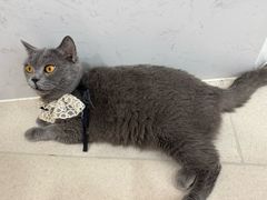 -共舞时光猫咖·狗咖(新街口店)