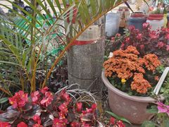 -西双版纳傣族园