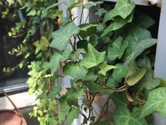 -北马山庄植趣咖啡