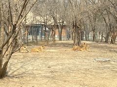 -北京野生动物园