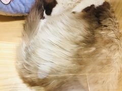 -屋虎猫馆(宝安大仟里店)