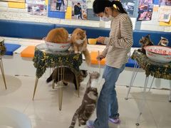 -平行世界·猫咖(首经贸店)