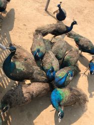 -萌宠亲子动物乐园(槐房万达店)